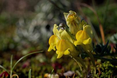 Fotografia da espécie Linaria polygalifolia subesp. polygalifolia