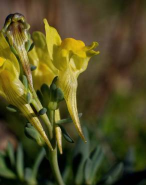 Fotografia 16 da espécie Linaria polygalifolia subesp. polygalifolia no Jardim Botânico UTAD