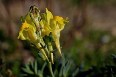 Fotografia da espécie Linaria polygalifolia subesp. polygalifolia