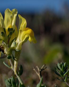 Fotografia 17 da espécie Linaria polygalifolia subesp. polygalifolia no Jardim Botânico UTAD