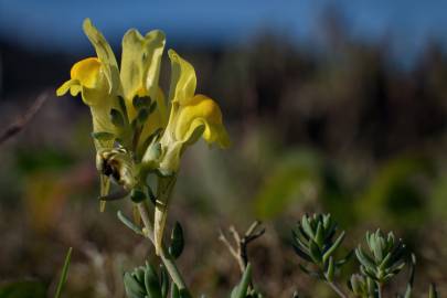 Fotografia da espécie Linaria polygalifolia subesp. polygalifolia