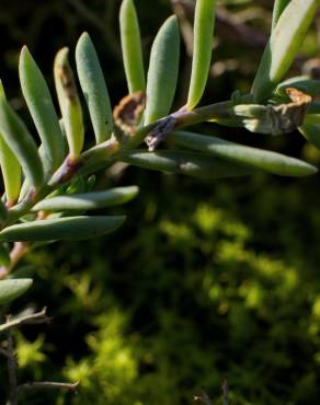 Fotografia 19 da espécie Linaria polygalifolia subesp. polygalifolia no Jardim Botânico UTAD