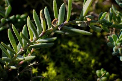 Fotografia da espécie Linaria polygalifolia subesp. polygalifolia