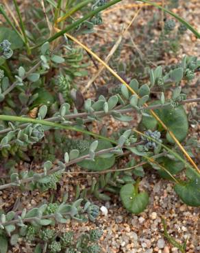 Fotografia 20 da espécie Linaria polygalifolia subesp. polygalifolia no Jardim Botânico UTAD