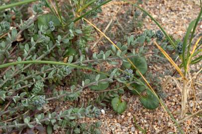 Fotografia da espécie Linaria polygalifolia subesp. polygalifolia