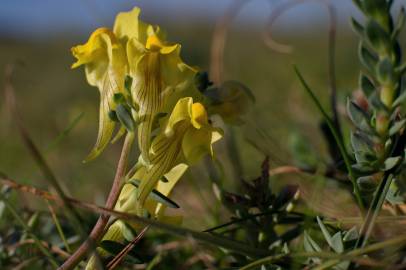 Fotografia da espécie Linaria polygalifolia subesp. polygalifolia