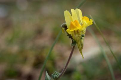 Fotografia da espécie Linaria polygalifolia subesp. polygalifolia