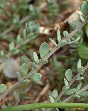 Fotografia 22 da espécie Linaria polygalifolia subesp. polygalifolia no Jardim Botânico UTAD