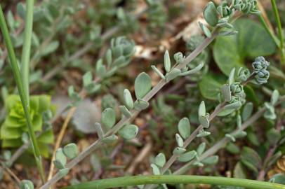 Fotografia da espécie Linaria polygalifolia subesp. polygalifolia