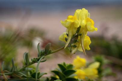 Fotografia da espécie Linaria polygalifolia subesp. polygalifolia