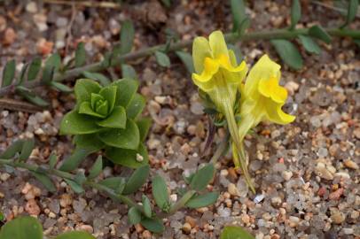 Fotografia da espécie Linaria polygalifolia subesp. polygalifolia