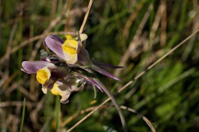 Fotografia da espécie Linaria polygalifolia subesp. polygalifolia