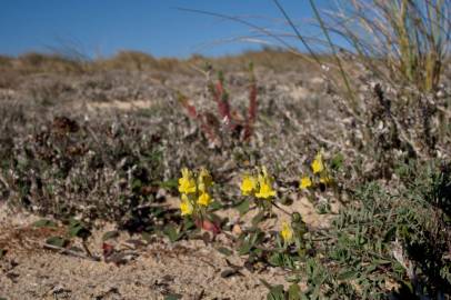 Fotografia da espécie Linaria polygalifolia subesp. polygalifolia