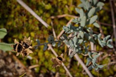 Fotografia da espécie Linaria polygalifolia subesp. polygalifolia