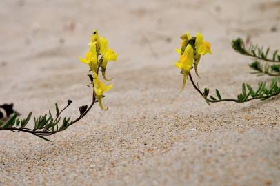 Fotografia da espécie Linaria polygalifolia subesp. polygalifolia