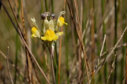 Fotografia da espécie Linaria polygalifolia subesp. polygalifolia