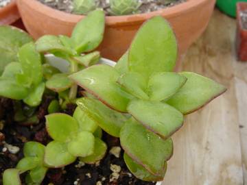 Fotografia da espécie Crassula lactea