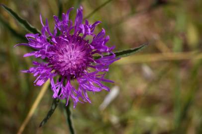 Fotografia da espécie Centaurea nigra subesp. nigra