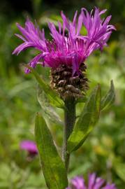 Fotografia da espécie Centaurea nigra subesp. nigra