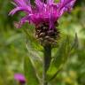 Fotografia 3 da espécie Centaurea nigra subesp. nigra do Jardim Botânico UTAD