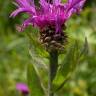 Fotografia 3 da espécie Centaurea nigra subesp. nigra do Jardim Botânico UTAD