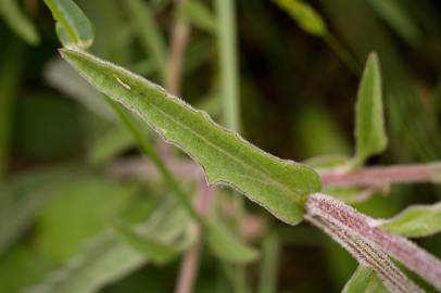 Fotografia da espécie Centaurea nigra subesp. nigra