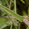 Fotografia 4 da espécie Centaurea nigra subesp. nigra do Jardim Botânico UTAD