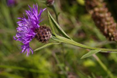 Fotografia da espécie Centaurea nigra subesp. nigra