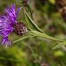 Fotografia 5 da espécie Centaurea nigra subesp. nigra do Jardim Botânico UTAD