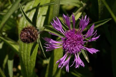 Fotografia da espécie Centaurea nigra subesp. nigra