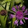 Fotografia 6 da espécie Centaurea nigra subesp. nigra do Jardim Botânico UTAD