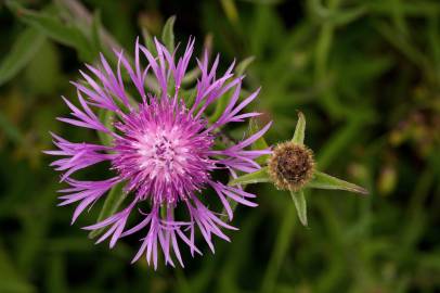 Fotografia da espécie Centaurea nigra subesp. nigra