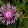 Fotografia 7 da espécie Centaurea nigra subesp. nigra do Jardim Botânico UTAD