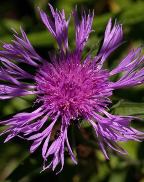 Fotografia 1 da espécie Centaurea nigra subesp. nigra no Jardim Botânico UTAD