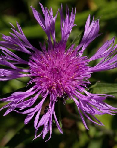 Fotografia de capa Centaurea nigra subesp. nigra - do Jardim Botânico