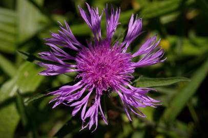 Fotografia da espécie Centaurea nigra subesp. nigra