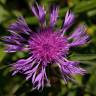 Fotografia 1 da espécie Centaurea nigra subesp. nigra do Jardim Botânico UTAD