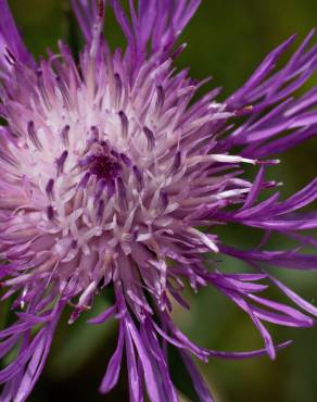 Fotografia 8 da espécie Centaurea nigra subesp. nigra no Jardim Botânico UTAD