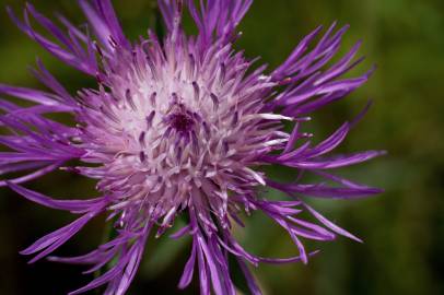 Fotografia da espécie Centaurea nigra subesp. nigra