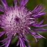 Fotografia 8 da espécie Centaurea nigra subesp. nigra do Jardim Botânico UTAD