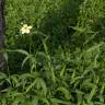 Fotografia 11 da espécie Bidens aurea do Jardim Botânico UTAD