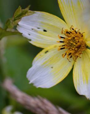 Fotografia 14 da espécie Bidens aurea no Jardim Botânico UTAD