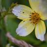 Fotografia 14 da espécie Bidens aurea do Jardim Botânico UTAD