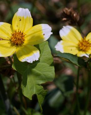 Fotografia 15 da espécie Bidens aurea no Jardim Botânico UTAD