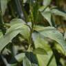 Fotografia 16 da espécie Bidens aurea do Jardim Botânico UTAD