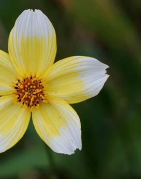 Fotografia 17 da espécie Bidens aurea no Jardim Botânico UTAD