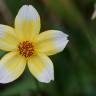 Fotografia 17 da espécie Bidens aurea do Jardim Botânico UTAD