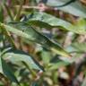 Fotografia 18 da espécie Bidens aurea do Jardim Botânico UTAD