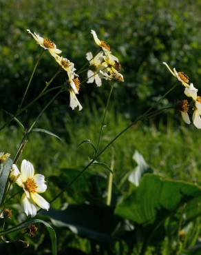 Fotografia 19 da espécie Bidens aurea no Jardim Botânico UTAD