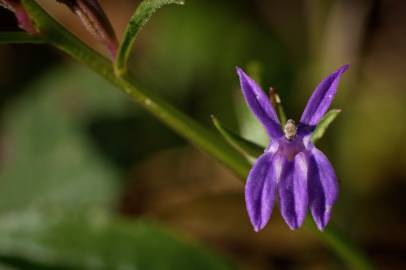 Fotografia da espécie Lobelia urens